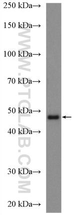 CHN2 Antibody in Western Blot (WB)