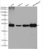 PHLDA1 Antibody in Western Blot (WB)