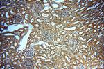 Pinin Antibody in Immunohistochemistry (Paraffin) (IHC (P))