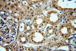Pinin Antibody in Immunohistochemistry (Paraffin) (IHC (P))