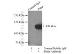 Pinin Antibody in Immunoprecipitation (IP)
