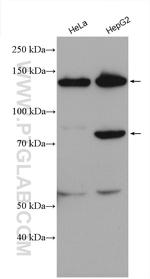 Pinin Antibody in Western Blot (WB)