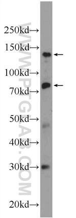 Pinin Antibody in Western Blot (WB)