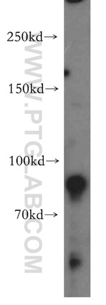 Pinin Antibody in Western Blot (WB)