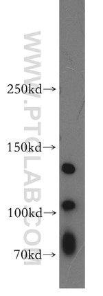 Pinin Antibody in Western Blot (WB)