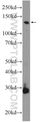 Pinin Antibody in Western Blot (WB)