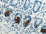 DEFA5 Antibody in Immunohistochemistry (Paraffin) (IHC (P))