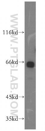 GAS8 Antibody in Western Blot (WB)
