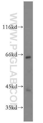 GAS8 Antibody in Western Blot (WB)