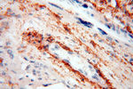 STRAP Antibody in Immunohistochemistry (Paraffin) (IHC (P))