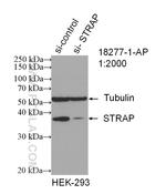 STRAP Antibody in Western Blot (WB)