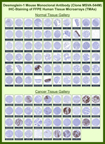 Desmoglein-1 (DSG1) Monoclonal Antibody (MSVA-544M)