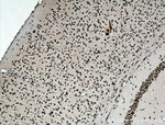 TDP-43 Antibody in Immunohistochemistry (Paraffin) (IHC (P))