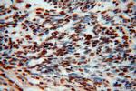 TDP-43 Antibody in Immunohistochemistry (Paraffin) (IHC (P))
