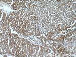 CCDC85B Antibody in Immunohistochemistry (Paraffin) (IHC (P))