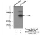 CCDC85B Antibody in Immunoprecipitation (IP)