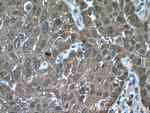 HSP27 Antibody in Immunohistochemistry (Paraffin) (IHC (P))