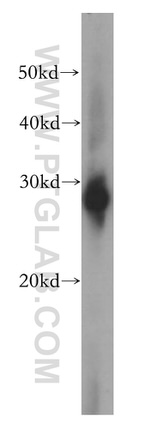 HSP27 Antibody in Western Blot (WB)