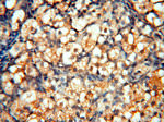 MEF2C Antibody in Immunohistochemistry (Paraffin) (IHC (P))