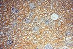 MEF2C Antibody in Immunohistochemistry (Paraffin) (IHC (P))
