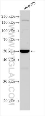 Mef2c Antibody in Western Blot (WB)