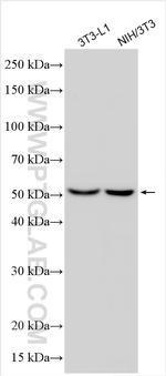 Mef2c Antibody in Western Blot (WB)