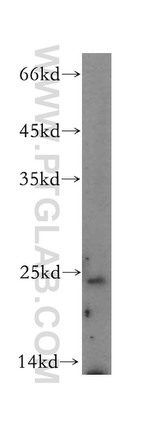 BMF Antibody in Western Blot (WB)