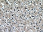 Plasminogen Antibody in Immunohistochemistry (Paraffin) (IHC (P))