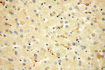 Endostatin Antibody in Immunohistochemistry (Paraffin) (IHC (P))