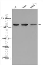 Thrombospondin 1 Antibody in Western Blot (WB)