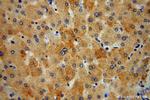 ITM2A Antibody in Immunohistochemistry (Paraffin) (IHC (P))