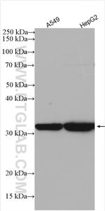 ITM2A Antibody in Western Blot (WB)