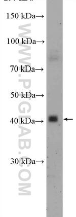ITM2A Antibody in Western Blot (WB)