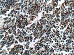 CD41/Integrin alpha 2b Antibody in Immunohistochemistry (Paraffin) (IHC (P))
