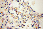 NHE8 Antibody in Immunohistochemistry (Paraffin) (IHC (P))