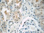 FBXW5 Antibody in Immunohistochemistry (Paraffin) (IHC (P))