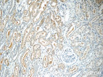 FBXW5 Antibody in Immunohistochemistry (Paraffin) (IHC (P))