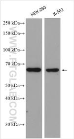 FBXW5 Antibody in Western Blot (WB)