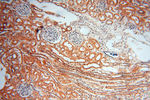 MAD1 Antibody in Immunohistochemistry (Paraffin) (IHC (P))