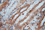DEAF1 Antibody in Immunohistochemistry (Paraffin) (IHC (P))