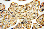 SSH3 Antibody in Immunohistochemistry (Paraffin) (IHC (P))