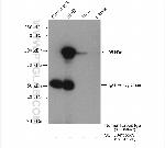 SSH3 Antibody in Immunoprecipitation (IP)