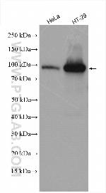 SSH3 Antibody in Western Blot (WB)