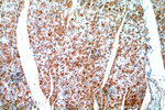 PHD3 Antibody in Immunohistochemistry (Paraffin) (IHC (P))