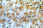 PHD3 Antibody in Immunohistochemistry (Paraffin) (IHC (P))
