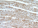 PHD3 Antibody in Immunohistochemistry (Paraffin) (IHC (P))