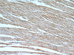PHD3 Antibody in Immunohistochemistry (Paraffin) (IHC (P))