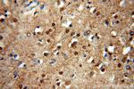 PHD3 Antibody in Immunohistochemistry (Paraffin) (IHC (P))