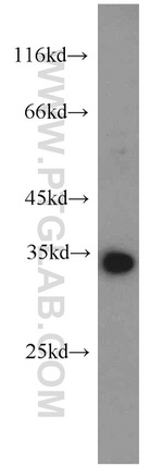 PHD3 Antibody in Western Blot (WB)