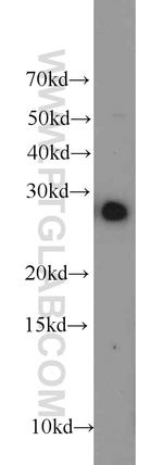 PHD3 Antibody in Western Blot (WB)